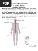 Guia Sistema Nervioso 4°