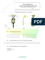 2.1 Diversidade Das Plantas As Plantas Com Flor Ficha de Trabalho 1