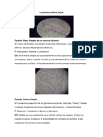 Histologa Album DE LOS 3 PARCIALES!!! (LAMINILLAS)-1 (1).pdf