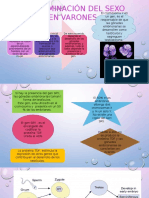 Determinación Del Sexo en Varones