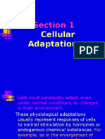 1.3CellularAdaptations
