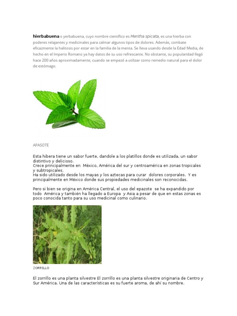 Hierbas Medicinales Mentha Medicinal Plants