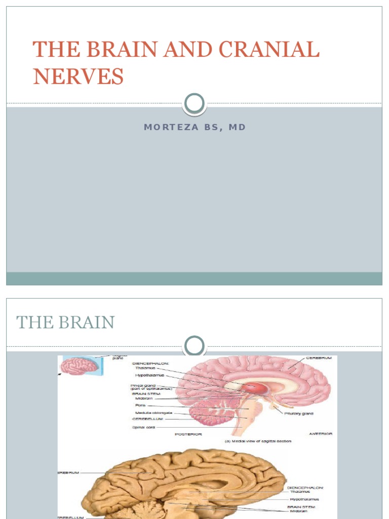 Brain Anatomy and Cranial Nerves | PDF | Wellness