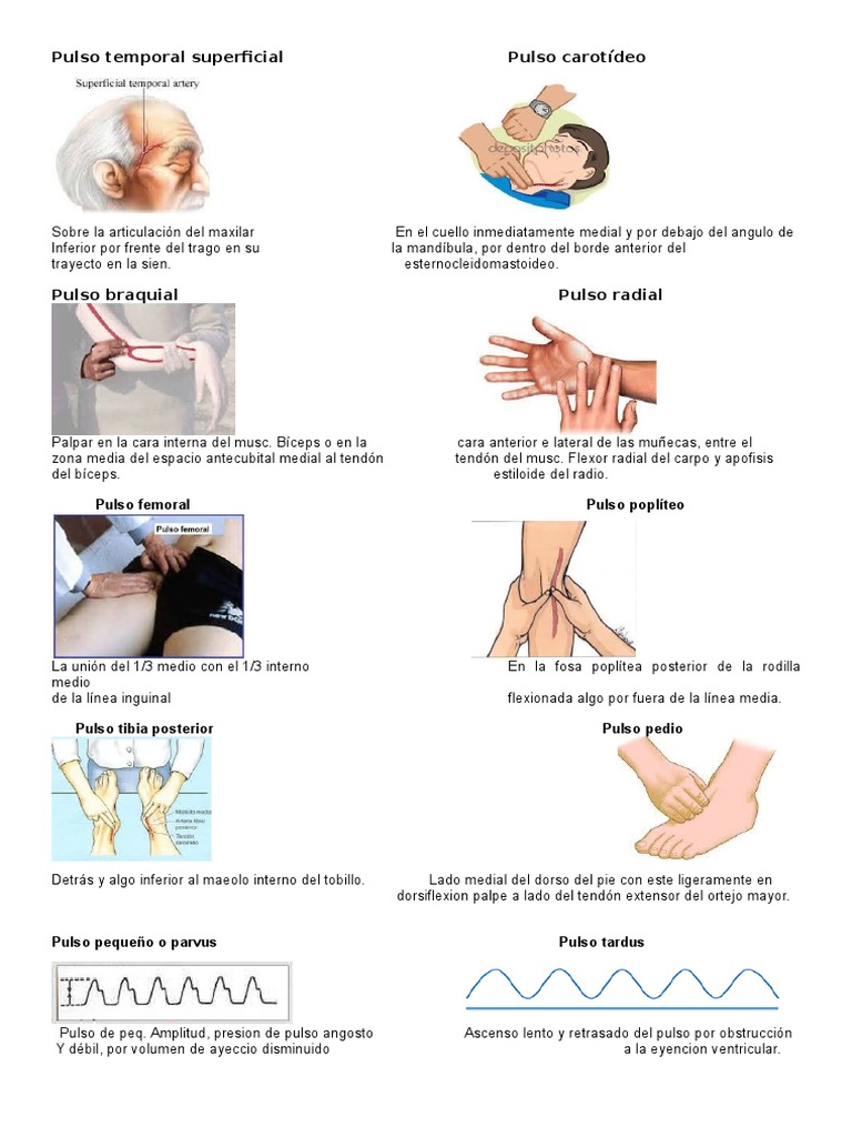 Pulso | PDF | Legumbres | Rodilla