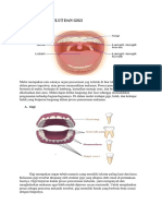 Anatomi Mulut Dan Gigi
