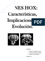 Genes Hox.pdf