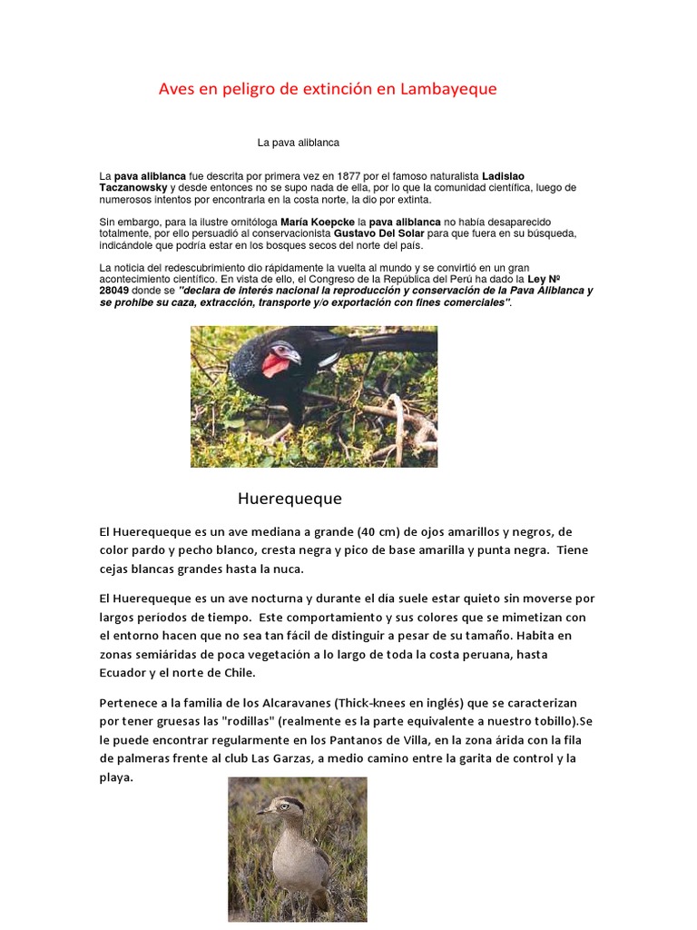Aves En Peligro De Extincion En Lambayeque aves en peligro de extincion en lambayeque