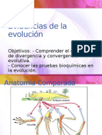 evidencias evolucion 3medio