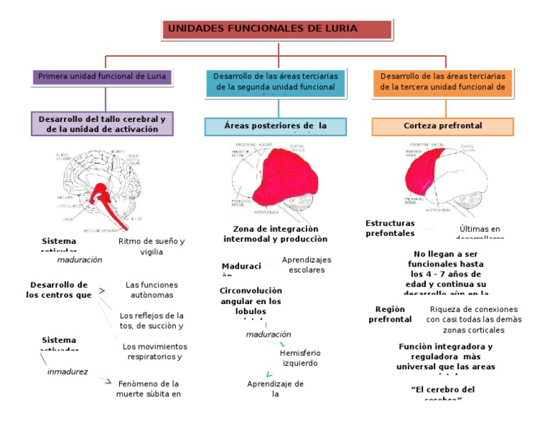 Mapa de Las Unidades Funcionales de Luria