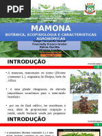 SEMINÁRIO FITOTECNIA MAMONA