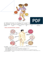 Organización Del Cuerpo