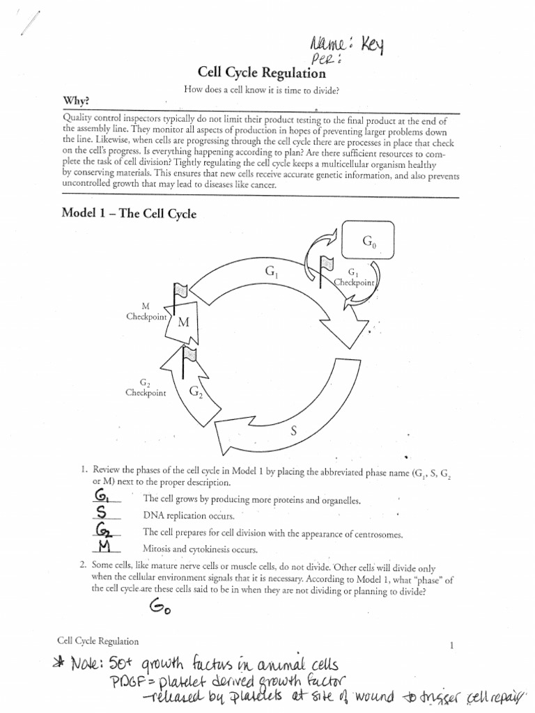 Cell Cycle Regulation Pogiil Answers Pdf