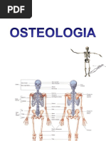 osteologia