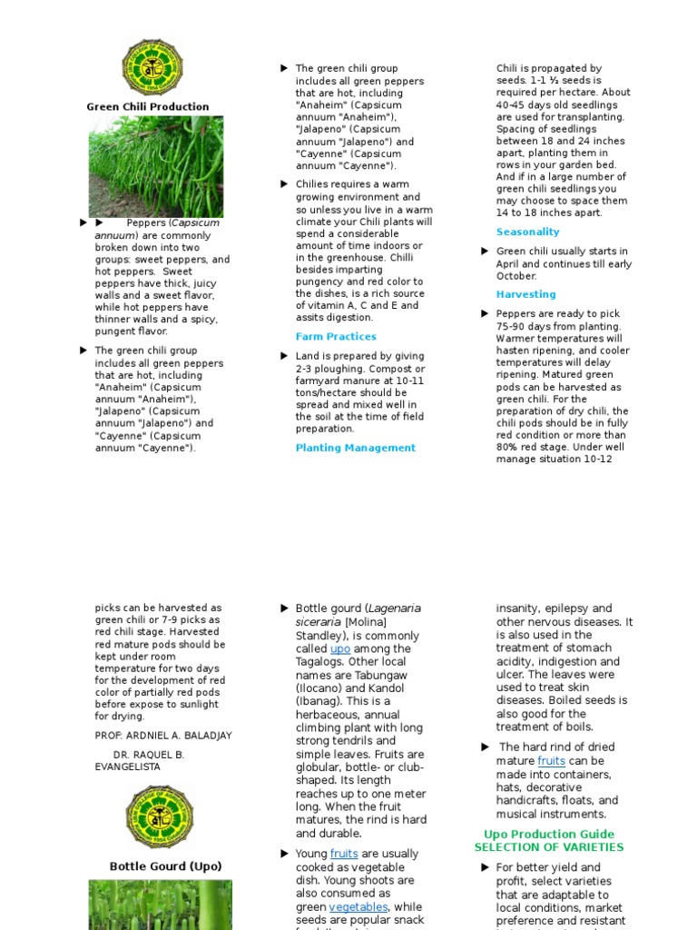 Green Chili Production Guide | PDF | Chili Pepper | Capsicum