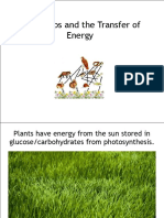 Food Webs and The Transfer of Energy