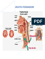 Aparato Fonador