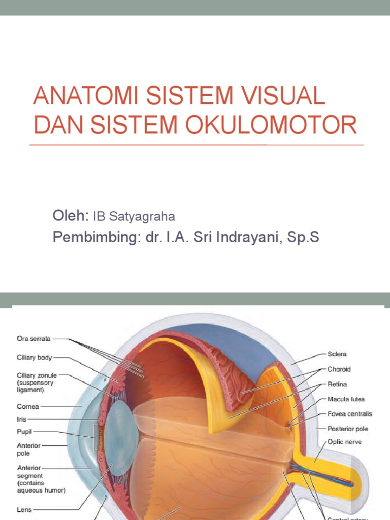 Anatomi Sistem Visual Biology Diagrams