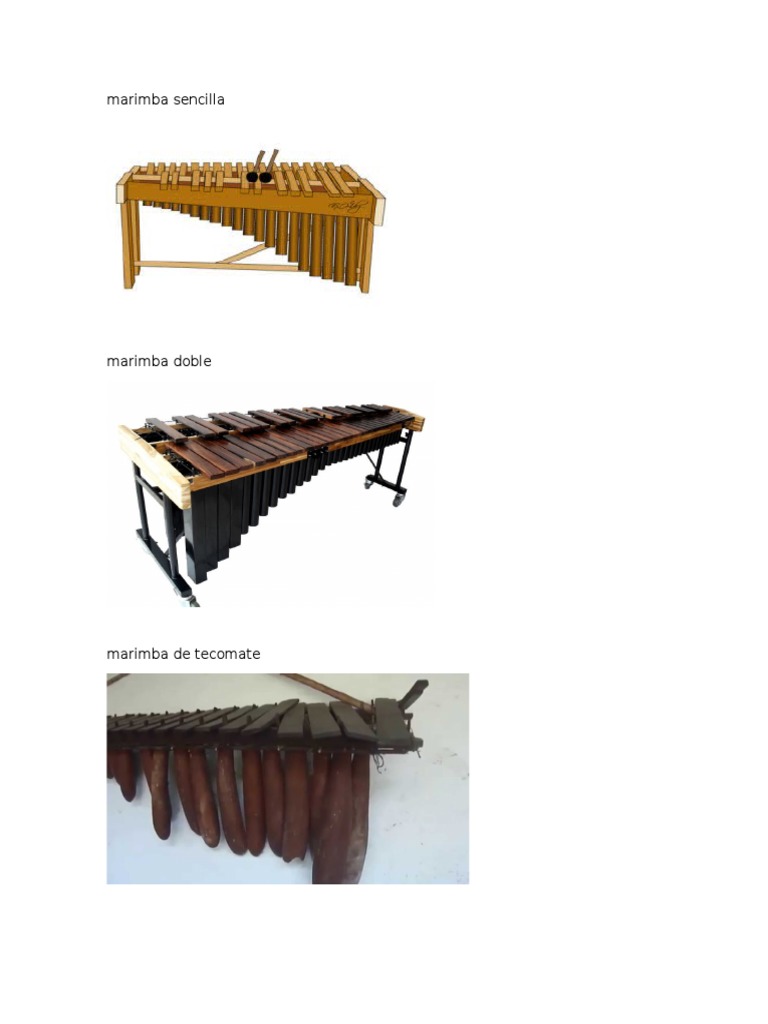 Marimba Sencilla Evolución Teorías biológicas