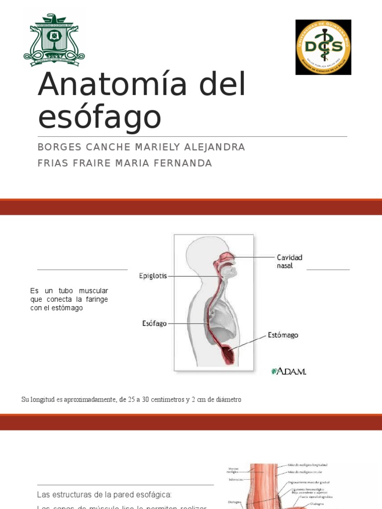 Anatomía y Funciones del Esófago | PDF | Estómago | Esófago