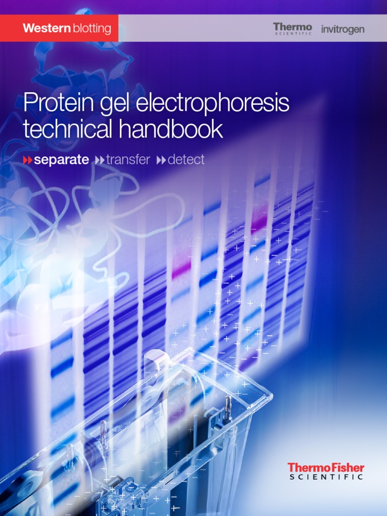 Protein Gel Electrophoresis Technical Handbook PDF Gel