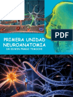 Clase Neuro Anatomia