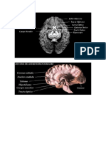 Cerebro.docx