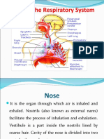 Organs of The Respiratory System For Today