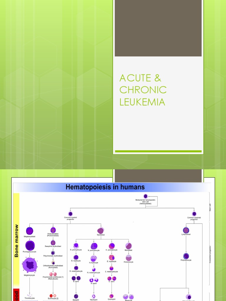 Acute vs Chronic Leukemia Overview | PDF | Leukemia | White Blood Cell
