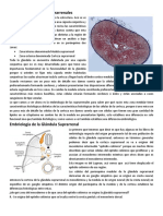 Histología Suprarrenales 2017