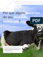 Por Que Os Bezerrros Do Seu Oswaldo Morreram?