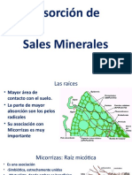 2 Absorcion Sales Minerales