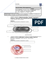 Guía Trabajo Biología - Microsorganismos - 7mo