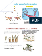 Reproduccion Sexual y Asexual