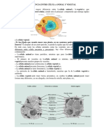 Diferencia Entre Célula Animal y Vegetal