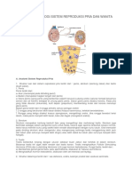 Anatomi Fisiologi Sistem Reproduksi Pria Dan Wanita