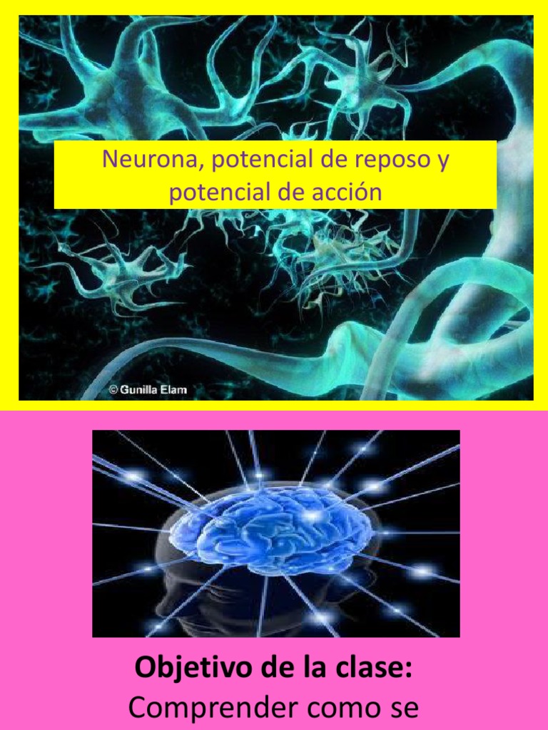 Estructura y Función de Neuronas | PDF | Sinapsis | Potencial de acción
