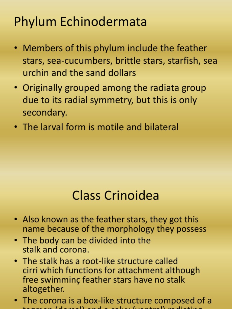 Alcoba Dela Rosa Phylum Echinodermata Zoology Science