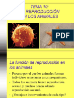 10 Reproduccion Animales