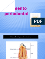 Ligamento Periodontal 2
