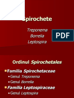 Spirochete