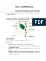 Las yemas, raíces y tallos: clasificaciones y funciones