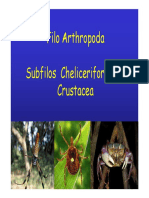 Aula_Chelicerata e Crustacea