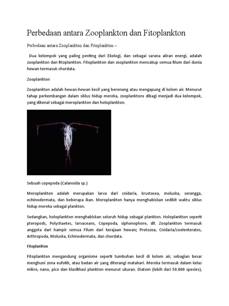 Perbedaan Antara Zooplankton Dan Fitoplankton