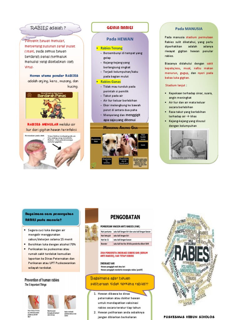 Rabies Leaflet | PDF
