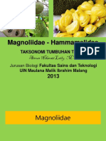 Magnoliidae Hammameliidae