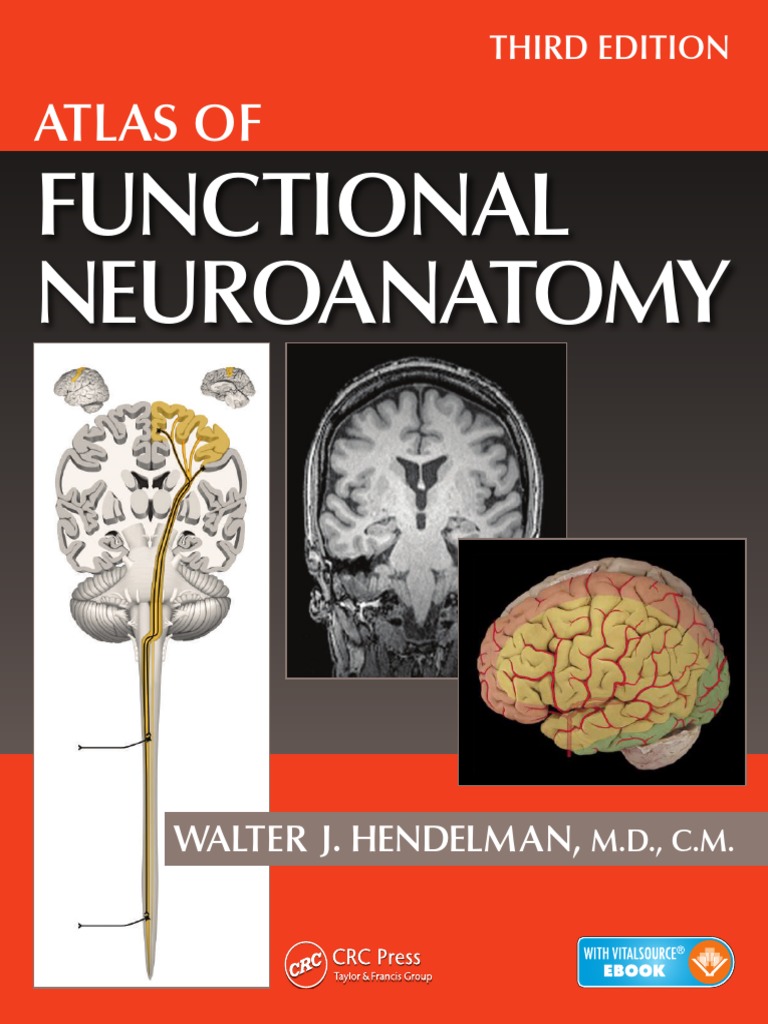 Download Atlas of Functional Neuroanatomy, 3e (Aug 14, 2015)_(146658534X)_(CRC Press) | Cerebro | Tronco ...