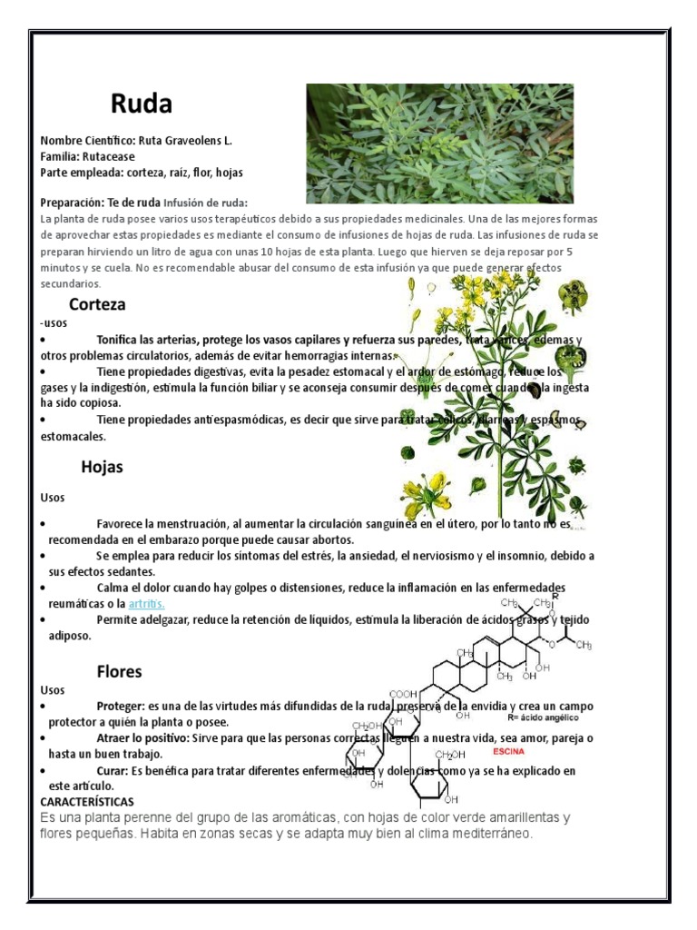 Propiedades Y Usos De La Ruda PDF Hoja Especialidades Medicas