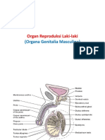 Organ Reproduksi Laki-Laki: (Organa Genitalia Masculina)