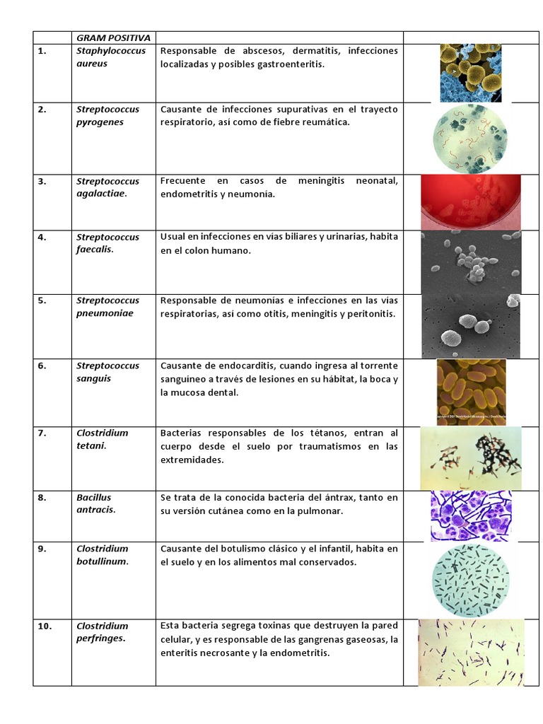Ejemplos de Bacterias Gram Positivas | PDF | Meningitis | Estreptococo