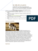 Etapas en la vida de un perro.docx